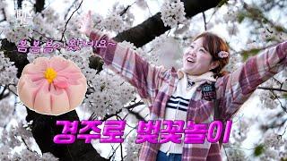 경주 벚꽃 놀이 | 라이브오늘 화제  | 250407 #벚꽃#대릉원
