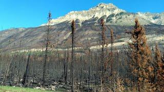 Jasper Wildfire Aftermath