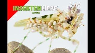 Mantiden füttern | Thema Fliegen, Mantis feeding- Flying gnats