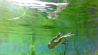 frog swimming underwater