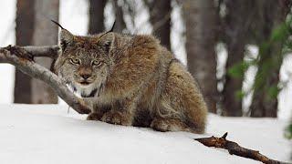 Lynx: Shadows of the Forest