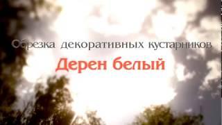 Дерен Белый - обрезка. Уроки Николая Рабушко. Обрезка деревьев и кустарников. Видеоурок.