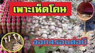 เพาะเห็ดโคน เห็ดปลวก | เลียนแบบธรรมชาติ ออก4รอบต่อปี |