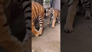 royal Bengal tiger  video # baaghi video#new #youtube #viral #shortsfeed #trending #tiktok 