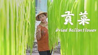 云南贡菜——晒干后才能吃的“蔬菜”【滇西小哥】