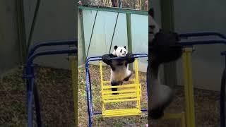 Panda core  It takes away the day’s fatigue #fyp #panda #tiktok #happy #funnypanda #cute #love
