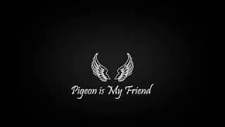 Pigeon is MY Friend - Improvisation #5 @Auto moto parkas