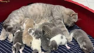 The little mother cat takes care of 8 kittens.