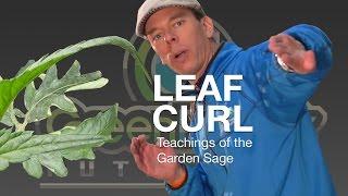 What Causes Leaf Curl? - The Garden Sage 10