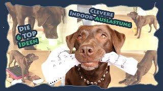 Hundetraining - Die 6 Top Ideen zur cleveren Indoor-Auslastung