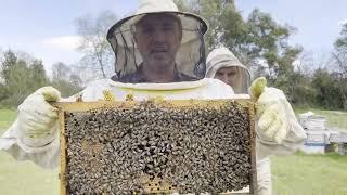 Uyguladığımız taktikle Bakalım ana arı yavru atmış mı ?  Beekeeping. arıcılık.