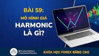 Bài 59: Mô Hình Giá Harmonic Là Gì? Đầu Tư Forex Nâng Cao | Kiếm Tiền Forex | Chứng Khoán | Bitcoin