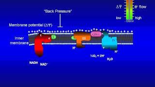 Animation of the bioenergetics governing the mitochondrial electron-transport system