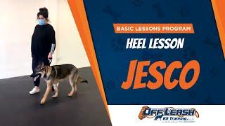 Heel Lesson | Off Leash K9 Training | Before and After