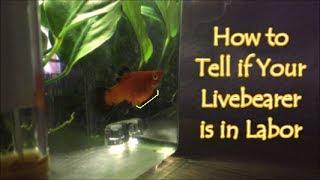 How to Tell if Your Fish Will Give Birth Soon "squared off"