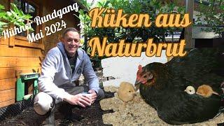 Hühner Rundgang Mai 2024 - Naturbrut Küken - Feigen - HISEA Gummistiefel