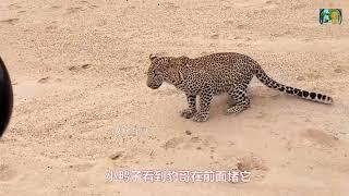 饥肠辘辘的花豹狩猎小野鸭，小野鸭从豹哥嘴里死里逃生