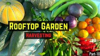 Organic vegetable Harvesting | Rooftop Terrace Garden | May 2022