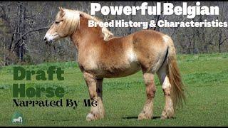 The Powerful Belgian Draft Horse | Narrated by Me | SoTheAdventure