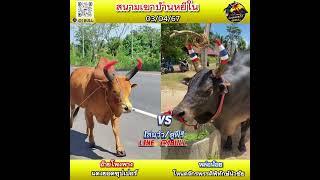#สนามชนโคหยีใน 3 เมษายน 67 แดงยอดซุปเปอร์ (อ้ายโพงพาง) vs โหนดจักรพรรดิพิทักษ์นําชัย หล่อน้อย