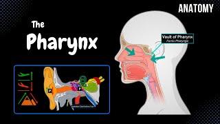 Pharynx Anatomy (Parts, Layers, Muscles)