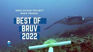 Indo Ocean Project - Penida Project - Best of BRUV, 2022