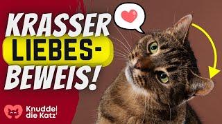 10 kuriose Arten deiner Katze, dir ihre Zuneigung zu zeigen