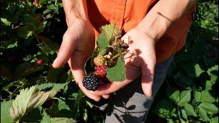From Farm to You: Berries
