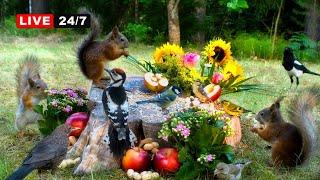  24/7 LIVE CAT TV NO ADS  Unlimited Birds and Cutest Squirrels for Cats to Watch and Slap