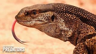 Australia's Apex Predators: Wetland Killers and Ocean Assassins | Deadly Australians 102+103+104