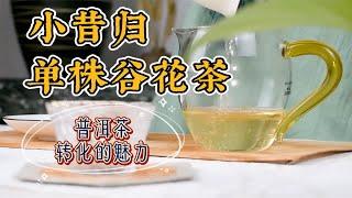 品鉴试喝：小昔归单株谷花茶｜普洱茶转化的魅力