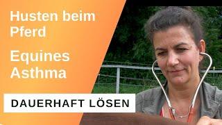 Lungenprobleme beim Pferd ganzheitlich und nachhaltig lösen