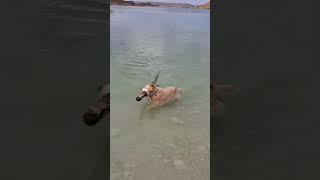 11 Year Old Dog Fetching Huge Tree Branch Out of Lake - #goldenretriever #funnydogs #dogshorts