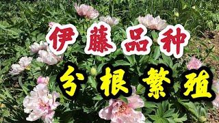 青石话牡丹芍药。“伊藤品种”（Itoh)的分根繁殖  方法和工具介绍Dividing Itoh Peonies