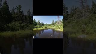 Reflections On Zealand Pond