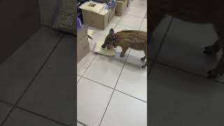Парень не промах #hunting #животные #лесной #кабан #animals #собака #рыбалка #funny