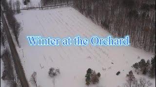 Winter at the Orchard