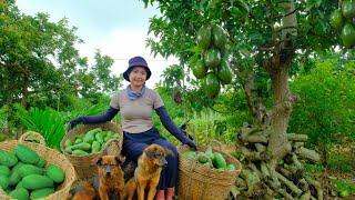 Harvesting Ripe Avocados Goes To Market Sell-Weeding the Garden, Planting Passion Fruit | Tieu Lien