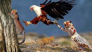 20 Most Amazing Eagle Attacks Caught On Camera | Eagle Vs Animals