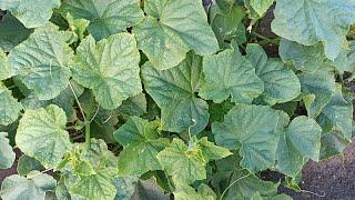 Spraying cucumbers with phytosporin from diseases