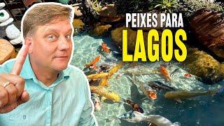 Quais espécies de peixes posso colocar no meu Lago Ornamental?