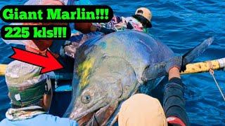 225kls..The biggest Blue Marlin I've ever seen .Hindi kayang hilain ng dalawang tao....