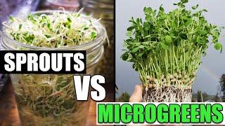 Sprouts vs Microgreens - Garden Quickie Episode 122