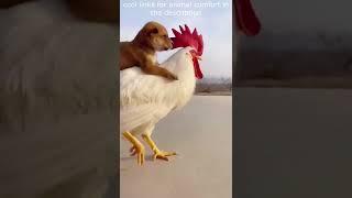 Top  Funny animals videos - Try Not To Laugh  - 57 #Shorts