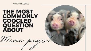 Mini Pigs: Do They Stay Small?