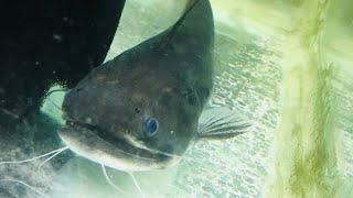 Gulper catfish/Monsters fish aqua SL / #short #shortvideo