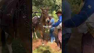 NA MULA #omelhorlugardaterra #mercadoagricola #cavalo #pecuarista #fazenda #agro