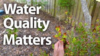 Six Month Food Forest Follow-Up @ Englewood FL // Water Quality Update #foodforest #permaculture