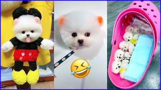 The Cutest Mini Pomeranians in the World  Chó Phốc Sóc Mini Dễ Thương Nhất Thế Giới  #604