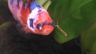 FUN WITH BETTA FISH AND MOSQUITO LARVAE